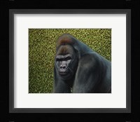 Gorilla With A Hedge Fine Art Print