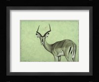 Impala Framed Print