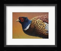 Pheasant Fine Art Print