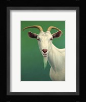Portrait of A Goat Fine Art Print