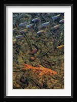 Aquarium 2 Fine Art Print