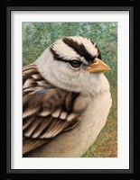 Sparrow Framed Print