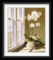 Pot Of Orchids Fine Art Print