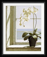 Flower In Window Fine Art Print