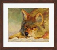 Chillin Coyote Fine Art Print