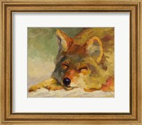 Chillin Coyote Fine Art Print