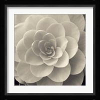 Camellia I Framed Print