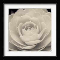 Camellia II Fine Art Print