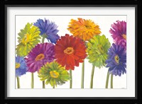 Colorful Gerbera Daisies Fine Art Print