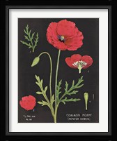 Poppy Chart Fine Art Print