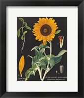 Sunflower Chart Fine Art Print