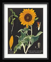 Sunflower Chart Fine Art Print