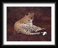 Surveying Her Realm Fine Art Print