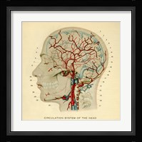 Brain Head Framed Print