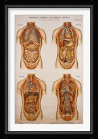American Frohse Anatomical Wallcharts, Plate 2 Fine Art Print