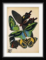Butterflies Plate 1 Framed Print