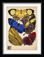 Butterflies Plate 12 Framed Print