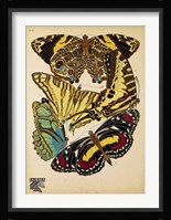 Butterflies Plate 13 Framed Print