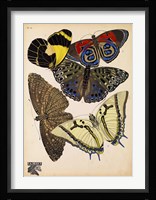 Butterflies Plate 3 Framed Print