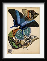 Butterflies Plate 4 Framed Print
