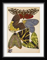 Butterflies Plate 5 Framed Print