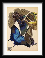 Butterflies Plate 9 Framed Print