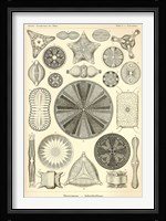 Diatomea - Scheiben-Strahlinge - Heliodiscus Fine Art Print