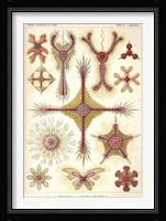 Discoidea - Scheiben-Strahlinge - Heliodiscus Fine Art Print