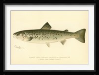 Female Land Locked Salmon Framed Print