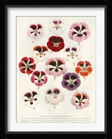 Geranium Varieties Fine Art Print