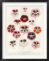 Geranium Varieties Fine Art Print