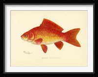 Goldfish Fine Art Print