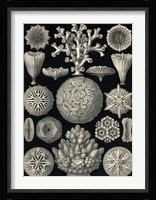 Hexacoralla Fine Art Print