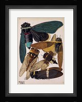 Insects, Plate 1 Framed Print