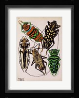 Insects, Plate 14 Framed Print