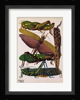 Insects, Plate 16 Framed Print