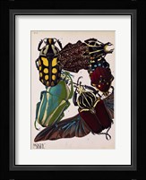 Insects, Plate 3 Framed Print