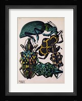 Insects, Plate 6 Framed Print
