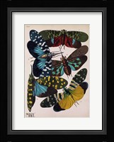 Insects, Plate 8 Framed Print