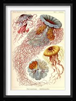 Jellyfish, Discomedusae Fine Art Print