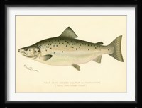Male Land Locked Salmon Fine Art Print