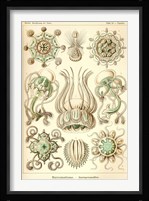 Narcomedusae - Scheiben-Strahlinge - Heliodiscus Framed Print