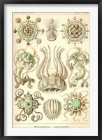 Narcomedusae - Scheiben-Strahlinge - Heliodiscus Framed Print