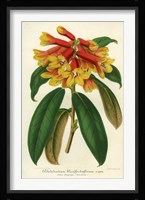 Orange Yellow Rhododendron Fine Art Print