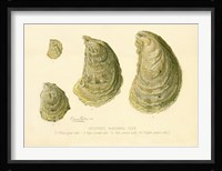 Oysters Natural Size Fine Art Print
