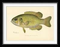 Rock Bass Fine Art Print