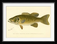 Small Mouthed Black Bass Fine Art Print