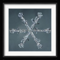 Stellar Dendrite Snowflake 004.2.14.2014 Fine Art Print