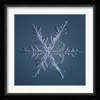 Stellar Dendrite Snowflake 005.2.16.2014 Fine Art Print