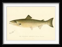 The Atlantic Salmon Framed Print